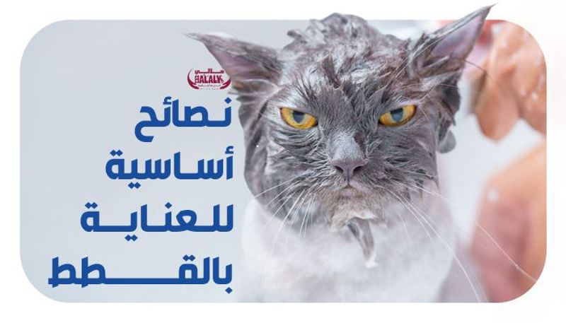 نصائح أساسية للعناية بالقطط: دليلك الشامل